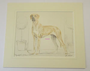 Great Dane Limited Edition Mounted. Print by Gill Evans Free P & P - Picture 1 of 2