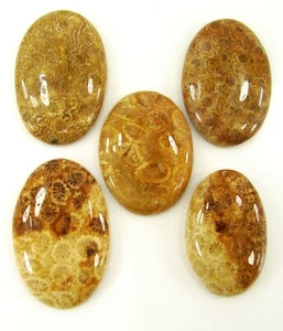 156.90 Ct Natural Fossil Coral 29-34 mm Loose Gemstone Cabochon 5 Pcs Lot - 1639 - Picture 1 of 3