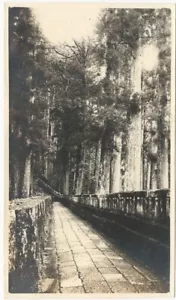 Nikko Japón- Santuario Ieyasu Camino de Piedra Noble Cryptomerias 1920 Foto Japonesa - Imagen 1 de 1