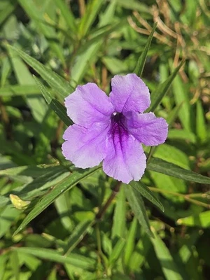 6 Cuttings Mexican Petunia Purple Flowers Organic Grown Perennial - Image 1 of 4