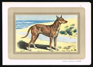 Antique 1930s Manufrance Dog Print - Charnigue (Charnaigre) Hound Lithograph - Picture 1 of 6