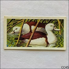 Brooke Bond Tea Card Tropical Birds 1961 #46 Radjah Shelduck (CC45)
