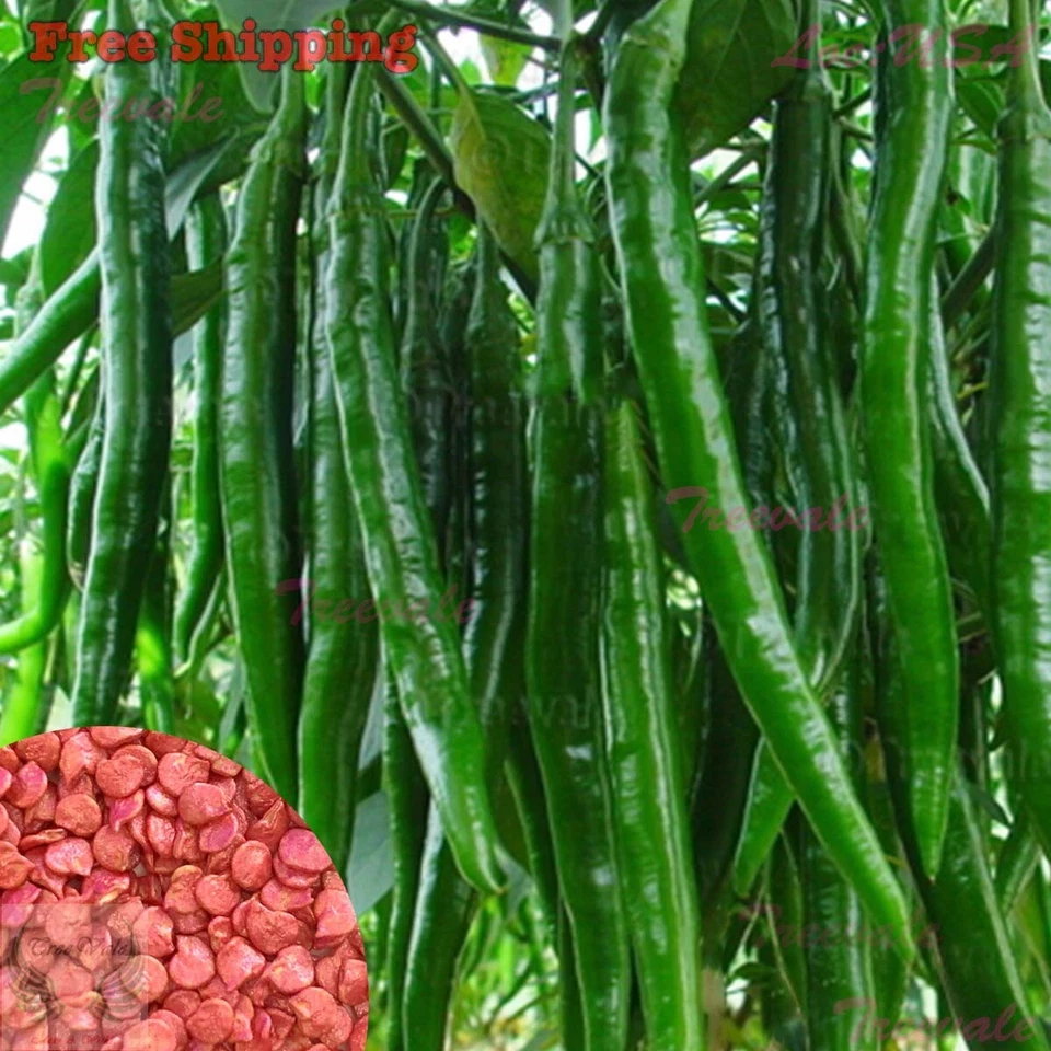 Chile verde largo híbrido | NO TRANSGÉNICO Foto 1 de 1