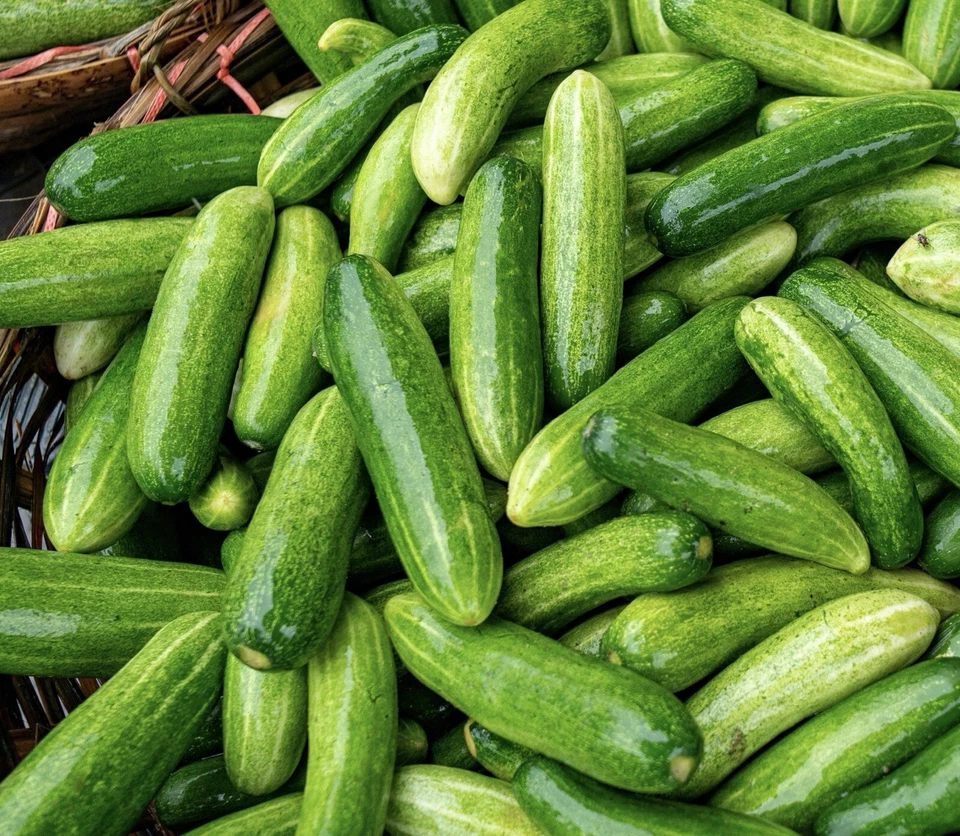 20 Early Spring Burpless Cucumber Seeds - Finest Seeds - Image 1 of 1
