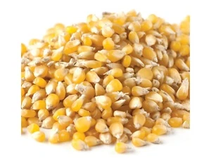 Ladyfinger Bulk Popcorn 10 Pounds Popcorn Kernels Free Shipping - Picture 1 of 1