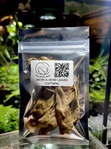 MINI INDIAN ALMOND CATAPPA LEAVES FOR BETTA SHRIMP ETC *SHIPS FAST FROM THE USA* - Picture 1 of 5