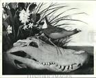 1993 Press Photo "Of Birds and Texas" lithograph, Museum of Natural Science TX