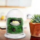 Small Glass Bell Jar Terrarium Vase for Air Plant Home Decor Display
