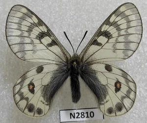 Parnassius eversmanni septentrionalis 1 Paar Jakutien Aldan N 2166 - Bild 1 von 2