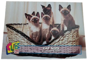 1993 Club Pro Set Cat Nips #16 Siamese Kitten Trading Card (G9 - Picture 1 of 2