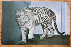 Postal White Tiger Washington DC National Zoo PC 1960 Capsco Mohini Rewa - Imagen 1 de 1