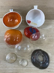 Vintage Optometrist anatomisches Modell Augen Augäpfel Humanwissenschaft - TEILE & STK. - Bild 1 von 15