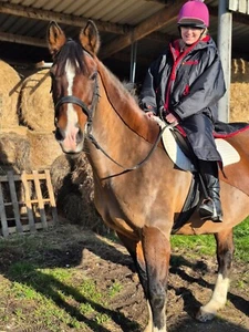 SALE! Premium Equestrian Robe. Jalapeno Equine. Warm And Dry. Top quality. - Picture 1 of 38