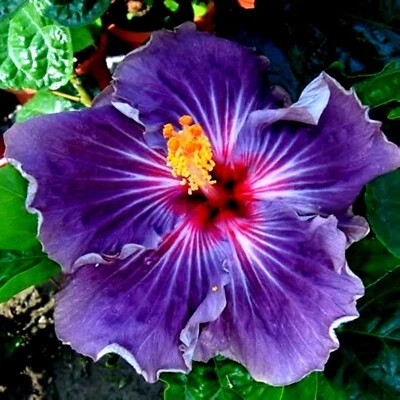 🌺🌺 MADAGASCAR hibiscus MOSCHEUTOS mallow  Malvaceae STARTER 7 cuttings HC6837 - Image 1 of 2