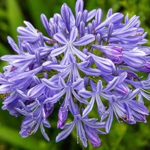 3 Agapanthus plants Medium size will produce cute blooms in this summer - Picture 1 of 1