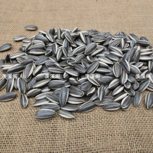 US STOCK 100pcs Art Ai Weiwei Porcelain Sunflower Seeds Decoration Collection - Picture 1 of 8