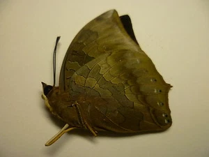 Charaxes bernardus crepax , UNMOUNTED, SIN MONTAR A1 - Imagen 1 de 1