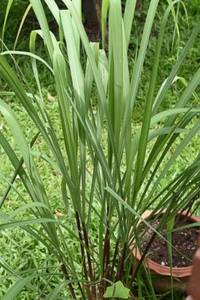 SAMEN Zitronengras Cymbopogon winterianus Gewürzkraut ZITRONENGRAS. - Bild 1 von 1