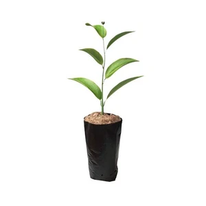 100 PCS Thicken Plastic Nursery Bags for Plants Fruit Flower Grow Bags Seedli... - Picture 1 of 6