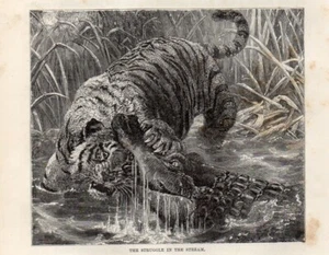 1894 Piccola Stampa Antica = TIGRE A CACCIA = Felini = OLD PRINT - Picture 1 of 1