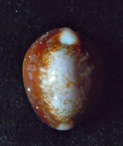 Seashell Cypraea caputserpentis plateado 25-33 mm F++ - Imagen 1 de 3