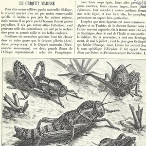 Le criquet marbré - - Article de presse 1903 - Picture 1 of 2