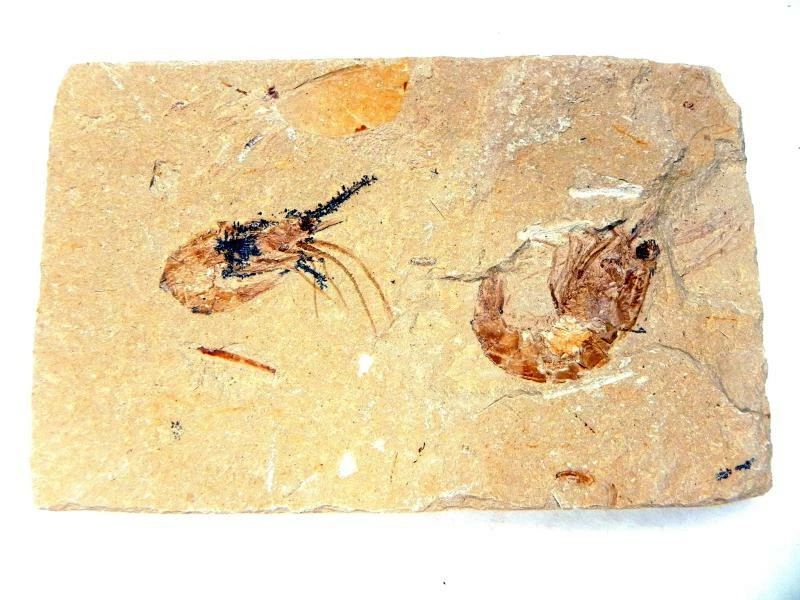 Fossil Lebanese Shrimp Cretaceous Dinosaur Age on Matrix - Image 1 of 1