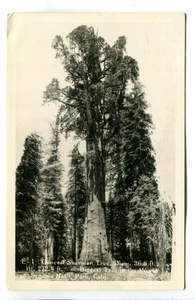 General Sherman Tree, Sequoia National Park, California Vintage RPPC - Foto 1 di 2