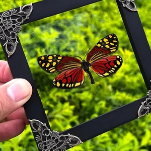 Handmade Framed Butterfly Taxidermy Insect Collection Display Gothic Art Decor - Picture 1 of 5