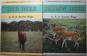 RED DEER & FALLOW DEER. SUNDAY TIMES ANIMALS OF BRITAIN. British Wildlife - Picture 1 of 4