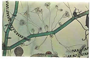 POND LIFE E H Reiber CRANBROOK INSTITUTE OF SCIENCE Bloomfield Hills MI Postcard - Picture 1 of 2