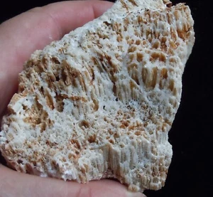 CORAL FOSSIL (CA61/57) NEW DISCOVERY Bohol, Philippines - Picture 1 of 6