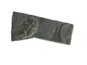 Genuine Elrathia Kinghi Trilobite Fossil 3.5" x 1.75" - Picture 1 of 2