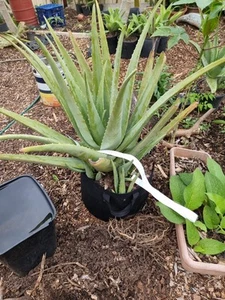 Healthy Mature Organic Aloe Vera Plant In Grow Bag 80cm Tall - Picture 1 of 10
