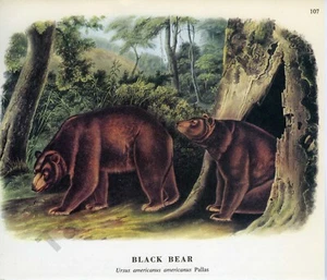 1968 John James & John Woodhouse Audubon BLACK BEAR Pallas Book Page Art (1464) - Picture 1 of 1