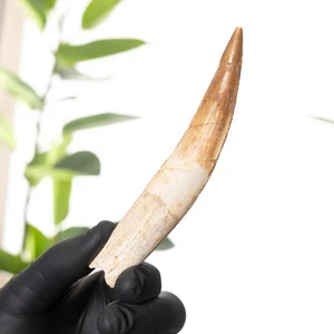 Fósil de diente de Spinosaurus de 4,68 pulgadas (Spinosaurus aegyptiacus) - Imagen 1 de 7