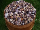 1000 Carat Lots of Natural Banded Amethyst Rough - Plus a FREE faceted Gemstone