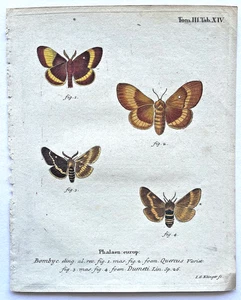 1777 ESPER handkolorierte gravierte SCHMETTERLINGS-/MOTTENDRUCKE (Set #2) - SIE WÄHLEN - Bild 1 von 17