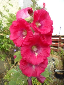 Hollyhock Hardy Border Perennial Seeds x 30 Cerise Pink - Picture 1 of 5