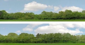 Scenic Backgrounds N gauge Trees Pack A ID Backscenes ID147N-A
