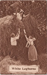 Postal de 1912-White Leghorns Divertida pareja tirando de chica de Haystack - Imagen 1 de 2