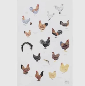 Koustrup & Co Chickens Print Organic Cotton Tea Towel - Picture 1 of 8