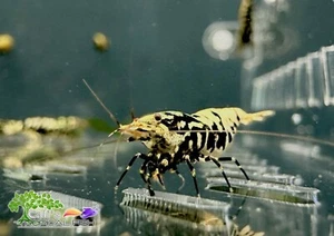 5+1 (FREE) BOA shrimp - Freshwater Cardina Aquarium Shrimps - FREE SHIPPING - Picture 1 of 5
