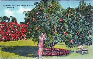 Florida's Gift The Haden Mango Florida Postcard Unposted - Picture 1 of 2