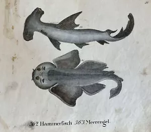 Incision Fish Hammerhead Fish Angelshark Hammerhead Shark Fishing Angel 1831 - Picture 1 of 2