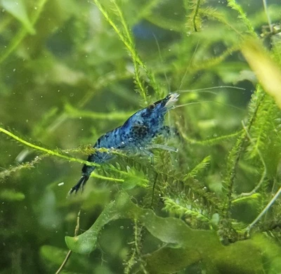 40 + 2 Camarones Sueños Azules (Neocaridina Davidi) Bajo Grado/Sacrificios EE. UU. Criados por Aficionados Foto 1 de 4