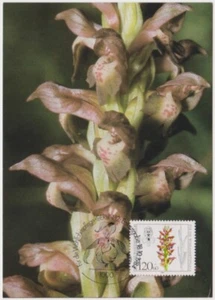 Germany Berlin Maxi 1984, Orchids, Anacamptis coriophora (syn.Orchis corioph) - Picture 1 of 1