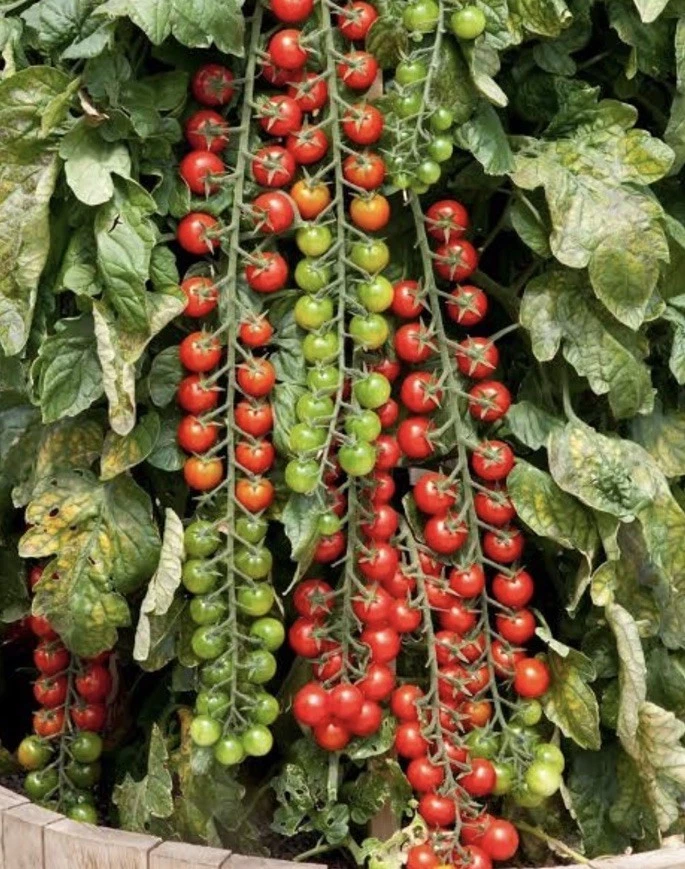 Cherry Tomato Long Truss 50 Seeds Heavy Yielding Clusters – Sweet Juicy Variety - Image 1 of 1
