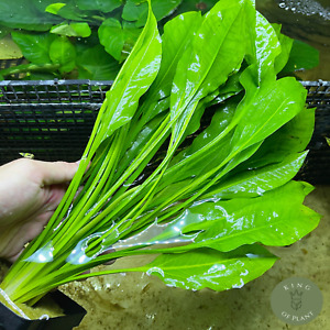 Echinodorus Bleheri Amazon Sword Xxl Mother Pot Live Aquatic Plant Freshwater