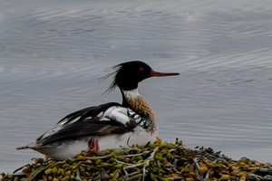 Red Breasted Merganser photo.  a4 Mounted photo print